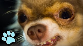 Funniest Chihuahuas of August 2018 | Try Not To Laugh Challenge | That Pet Life