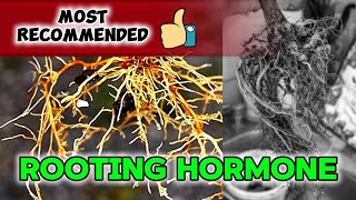 Most recommended na pampaugat | Low budget Rooting hormones #plants #garden #bonsai #flowers #fyp