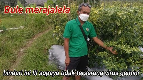 petani cabai gagal panen || cara mengendalikan virus Gemini || how to control Gemini virus