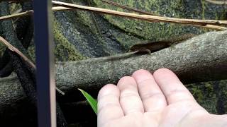 Lepidodactylus lugubris hand feeding