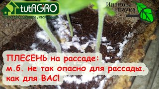 ОБЕЗВРЕДИТЬ ПЛЕСЕНЬ на рассаде! Может быть опаснее для ВАС, чем для РАСТЕНИЙ.