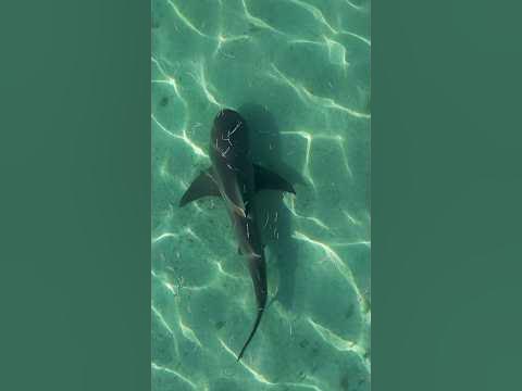 Bull Shark in Shallow Water - YouTube