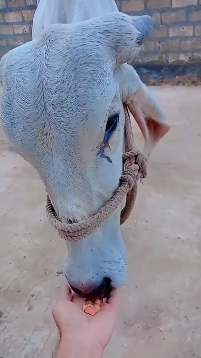 gai ko khilaya #youtubeshorts #cow #govmata #shortsvideo