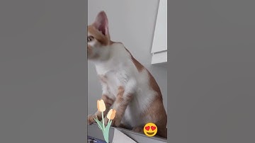 have a nice day cat lovers|Cute Jasmine