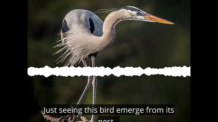 Spark Bird: Ryan Mandelbaum and the Great Blue Heron