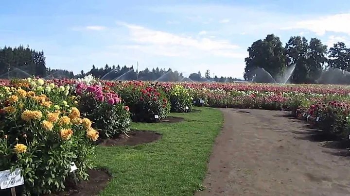 Our Visit to Swan Island Dahlia Farm in Canby, Oregon