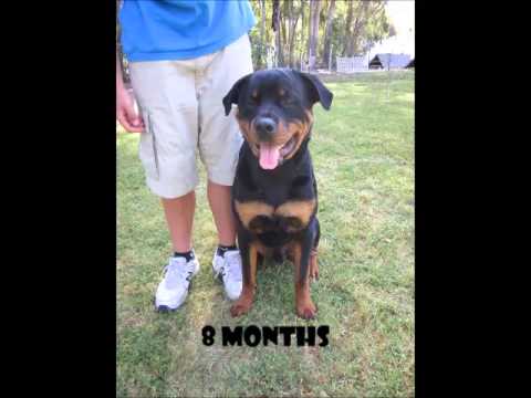 Growth Chart For Rottweiler Puppies