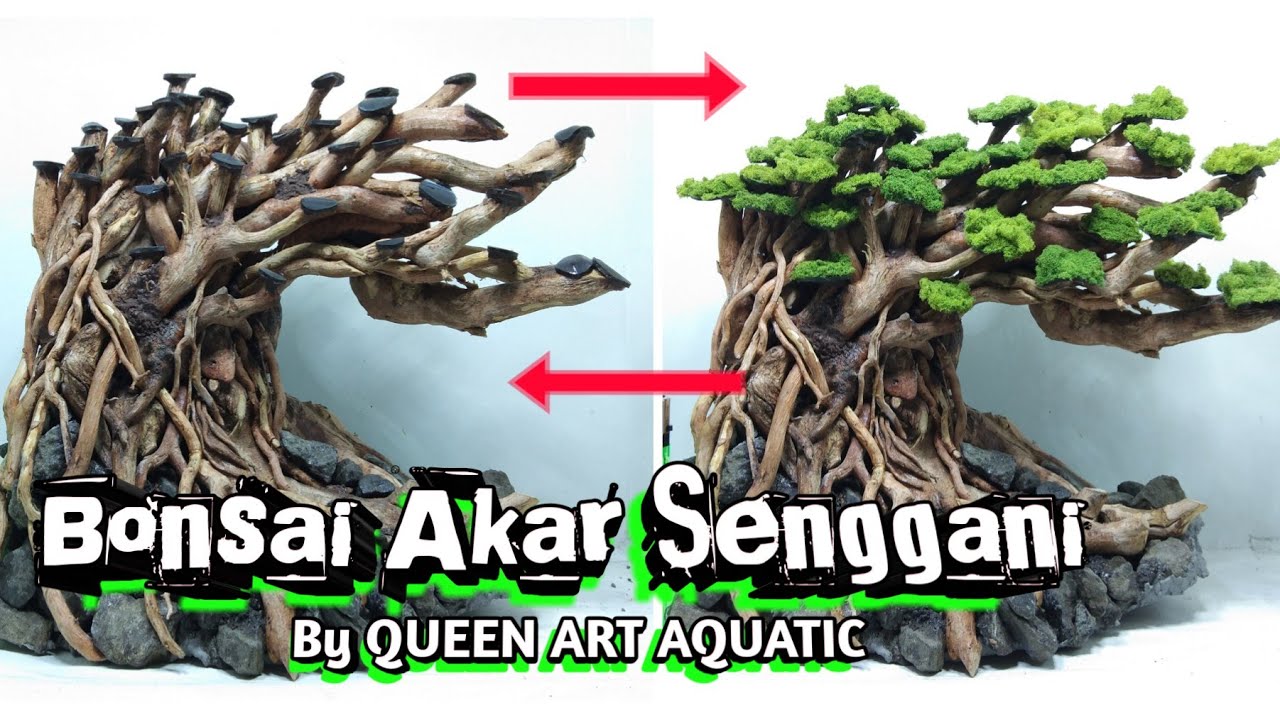  Bonsai  Aquascape Dari  Akar  Senggani YouTube