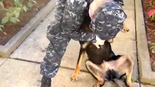 Dogs Welcoming Soldiers Home Compilation 2016