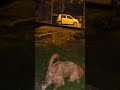 Beloved dog love walk Lakeside park dogshorts doglove shortvideo shorts video @margaretchiew