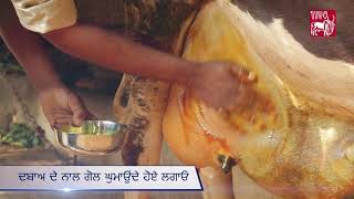 Ethno-veterinary formulation to treat Oedema of Udders Punjabi