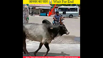 भारत में 🇮🇳  गाय और बैल का प्यार 😱 #shorts