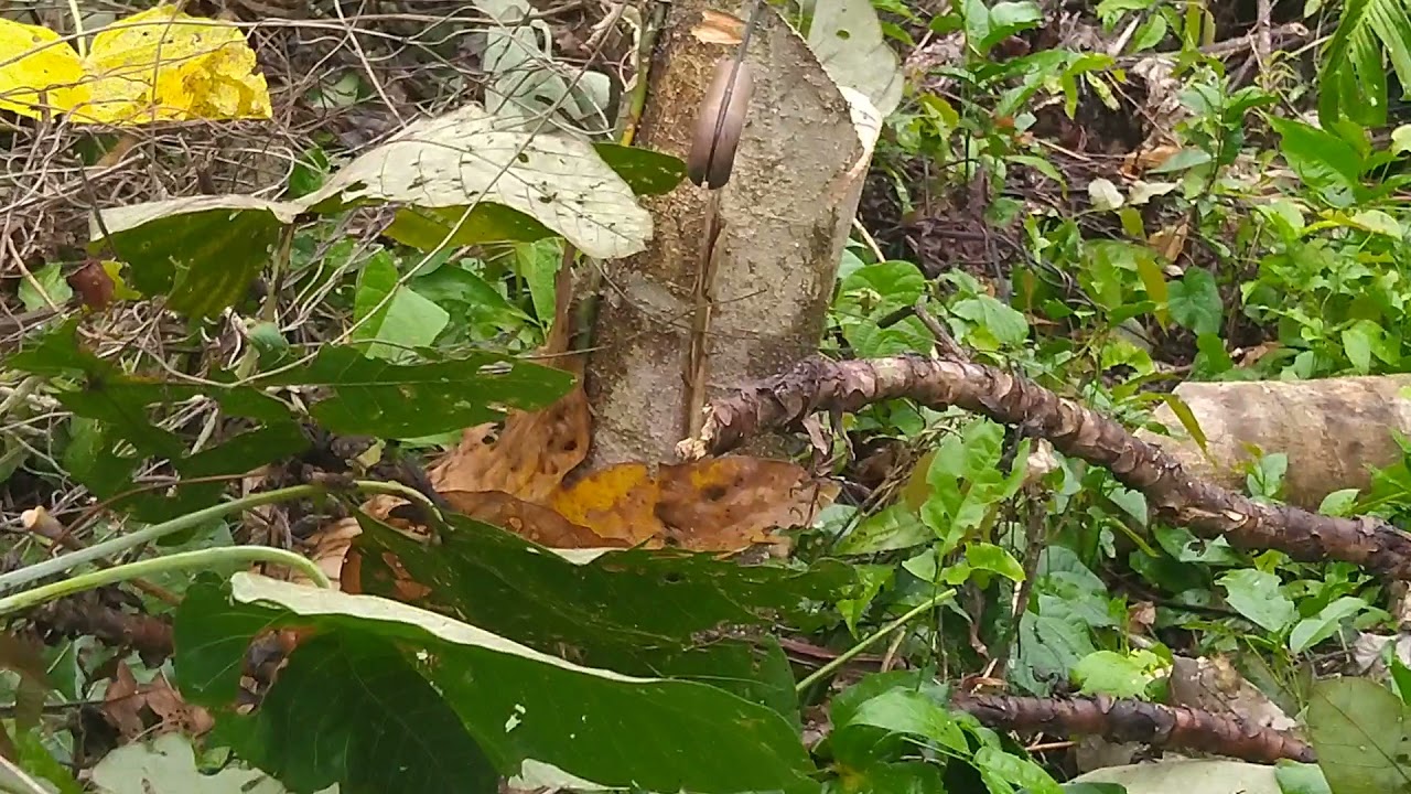 BUKA LAHAN 5 HEKTAR UNTUK KEBUN SAWIT PART 1#YAPEN STORY