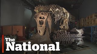 T. rex reconstruction