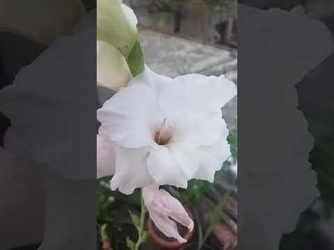 Video: Gladiolus oʻsimliklari tikish kerakmi: Gladiolus gullarini tikish haqida bilib oling