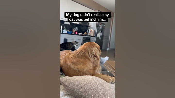 Funny dog emojis😂🐶#dog #funny #for #foryou #fyp #funnyvideo #animal #cat #usa #pets