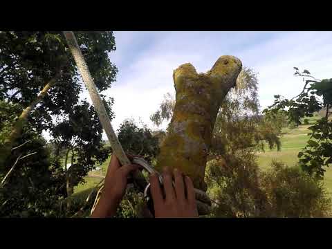 Cottonwood Tree Rigging and Swinging Branches Over House - Part one ...