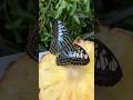 Butterfly Garden at Singapore Changi Airport! #shorts #butterfly #singapore #changiairport #ytshorts
