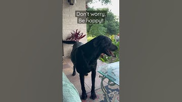 Thumbnail of Don’t Worry, Be Happy! #labradorretriever #blacklabradorretriever  #behappy #shorts