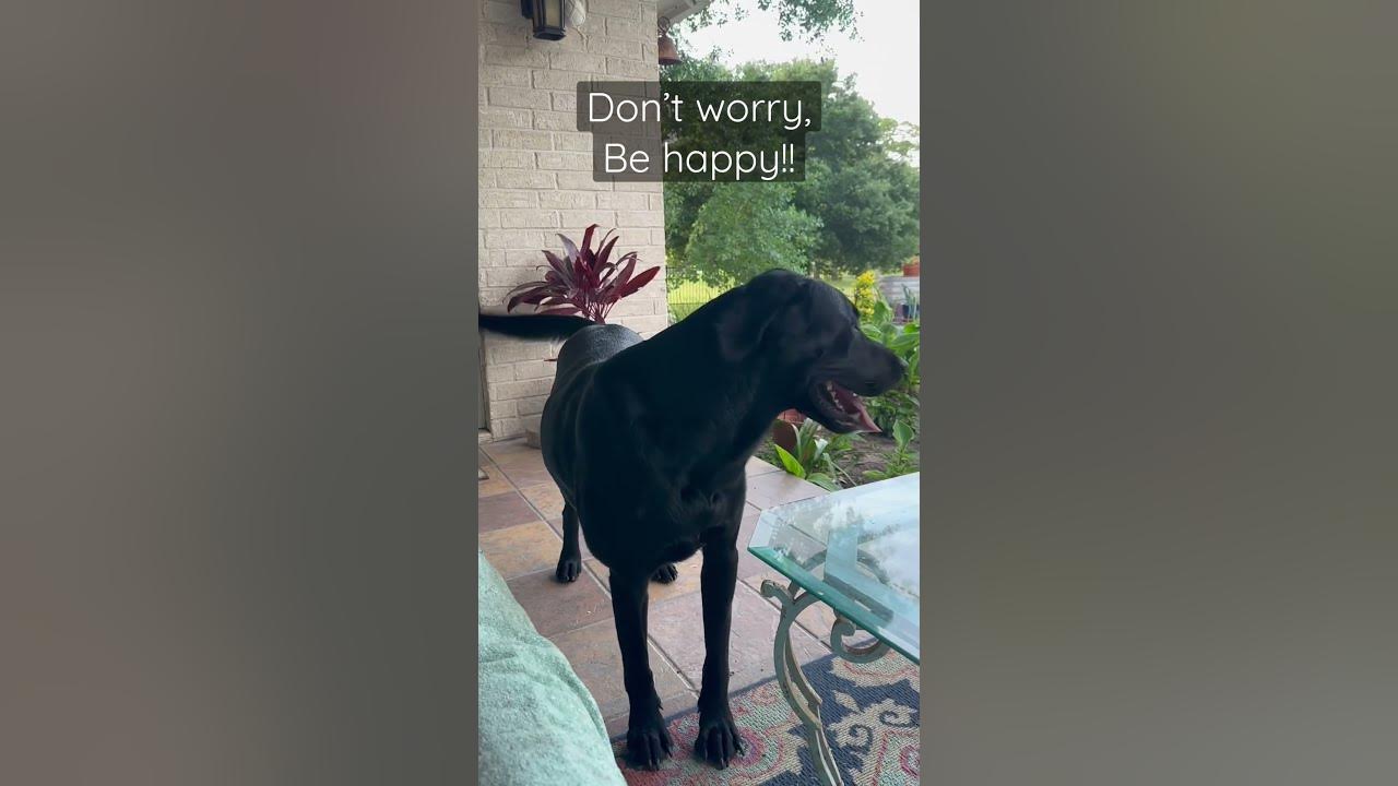 Don’t Worry, Be Happy! #labradorretriever #blacklabradorretriever  #behappy #shorts
