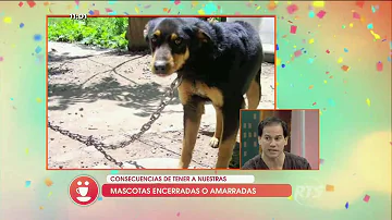 ¿Cómo afecta el encierro a los perros?