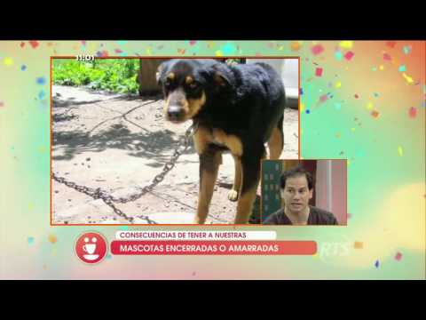 Video: Cómo Encadenar A Un Perro