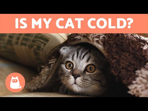 আমার বিড়াল ঠান্ডা হলে আমি কিভাবে জানব? 🐱❄️ + তাদের রক্ষা করার উপায়