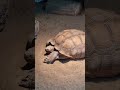 Шпороносая черепаха