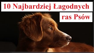 10 Najbardziej ŁAGODNYCH ras Psów