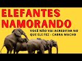 Elefantes NAMORANDO - Cabra Macho