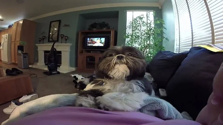 Puppy Love movie
