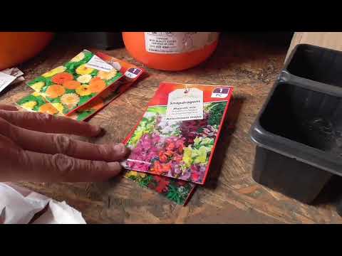 Video: Fiori di campo in contenitori - Come coltivare fiori di campo in vaso