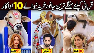 10 Most Expensive Qurbani Bulls of Pakistani Actors | Biggest Bulls of Eid ul Adha 2024