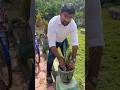 Ek ped Maa ke naam#snakeplant #garden #ihavethisthingwithplants #trending #ytshorts #nature