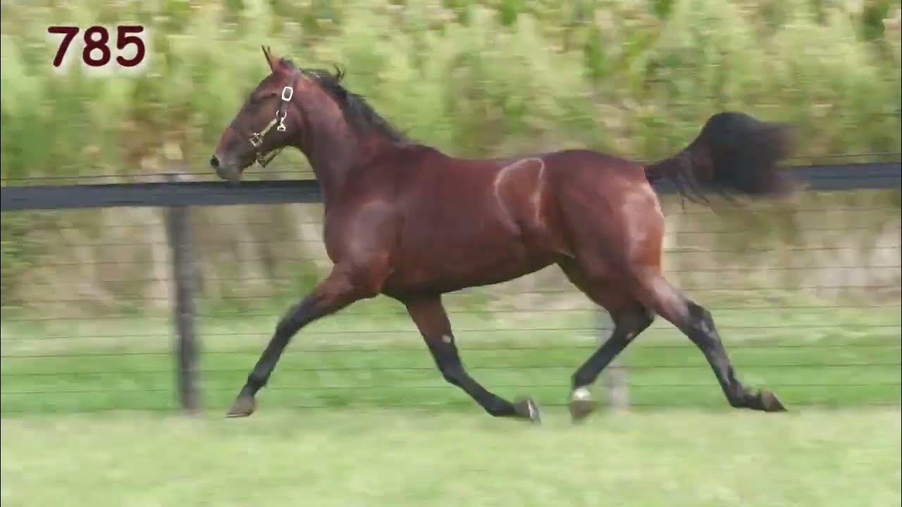 Hip 785 2022 Lexington Selected Yearling Sale. Sea Me Rule. YouTube