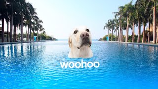 Top 10 Funniest Labrador Pool Moments!!