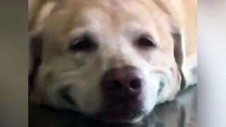 Cute Labrador Loves To Smile by Animalz TV 8,689 views 5 years ago 11 seconds