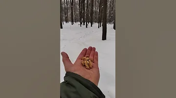 Даже поползня можно приручить / Even a nuthatch can be tamed