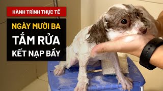 [Ngày 13|30] Hướng dẫn nuôi chó thực tế - Tắm vệ sinh - Kết nạp bầy | BossDog