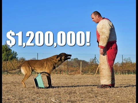 Are Pet Franchises Profitable Dog Training Pet Supermarket Grooming Doggie Daycares More