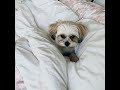 Fluffy ball of happiness