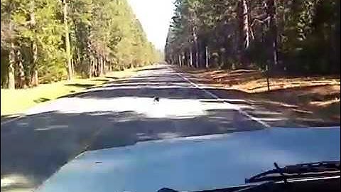 Intellitronix Digital Dash (Road Test)