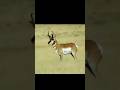 Archery Precision | Clean Deer Kill with Bow #bowhunting #wildlife #aiming #art