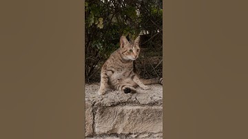 I’m not lazy, I’m just on energy-saving mode. #cat #ytshorts