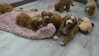 Blue-Diamond-Goldey-F1b-Mini-Goldendoodle-Puppies