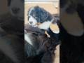 今日も平和な(?)バーニーズ親子の無限攻防戦🐾