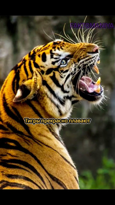 '7 Удивительных Фактов о Тиграх 🐅