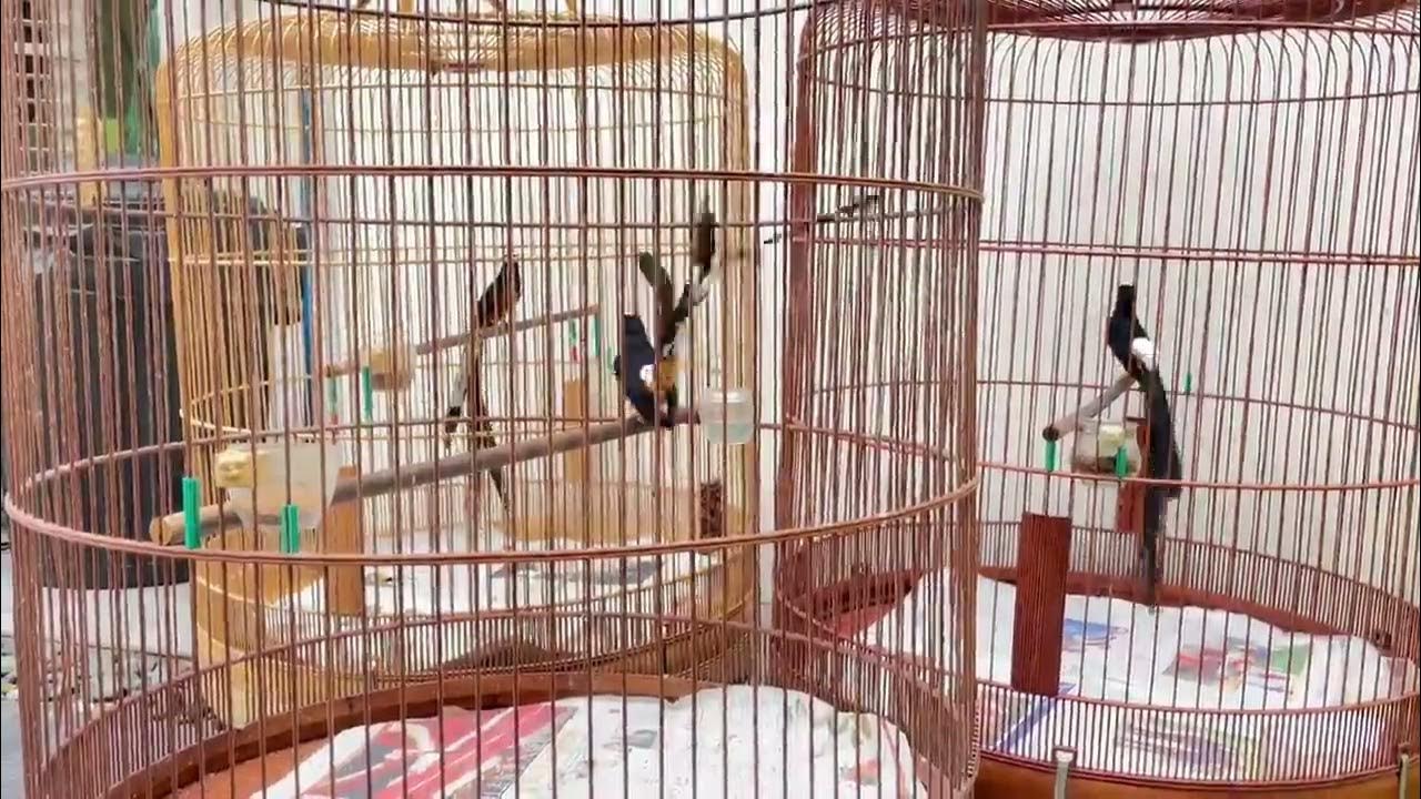 Teknik Melatih Mental Burung Lomba untuk Juara di Setiap Kontes Teknik Melatih Mental Burung Lomba untuk Juara di Setiap Kontes