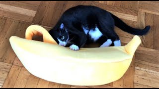 Tuxedo cat Rascal goes bananas! 🍌 by ThatRascal 572 views 2 years ago 1 minute, 49 seconds