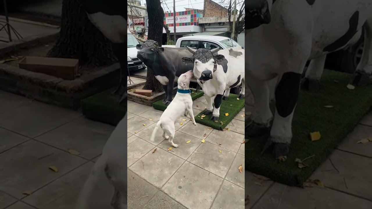Dog excitedly investigates cow statue in Buenos Aires, Argentina